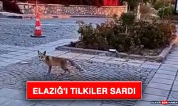 Elazığ'ı Tilkiler Sardı