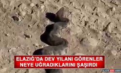 Elazığ’da Dev Yılanı Görenler Neye Uğradıklarını Şaşırdı