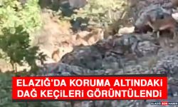 Elazığ’da Koruma Altındaki Dağ Keçileri Görüntülendi