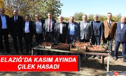 Elazığ’da Kasım Ayında Çilek Hasadı