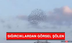 Sığırcıklardan Görsel Şölen