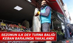 Sezonun İlk Dev Turna Balığı Keban Barajında Yakalandı