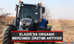 Elazığ’da Organik Mercimek Üretimi Artıyor