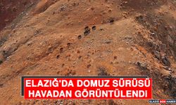 Elazığ'da Domuz Sürüsü Havadan Görüntülendi