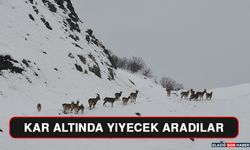 Kar Altında Yiyecek Aradılar