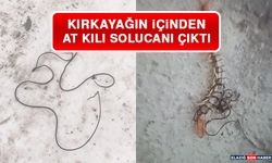 Kırkayağın İçinden At Kılı Solucanı Çıktı