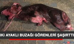 İki Ayaklı Buzağı Görenleri Şaşırttı