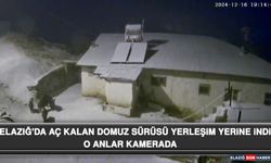 Elazığ'da Aç Kalan Domuz Sürüsü Yerleşim Yerine İndi: O Anlar Kamerada