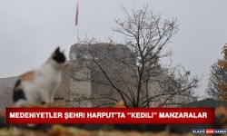 Medeniyetler Beşiği Harput'ta 'Kedili' Manzaralar