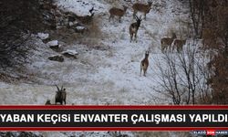 Yaban Keçisi Envanter Çalışması Yapıldı