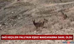 Dağ Keçileri Palu’nun Eşsiz Manzarasına Dahil Oldu