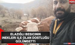 Elazığlı Besicinin İnekleri İle Olan Dostluğu Gülümsetti