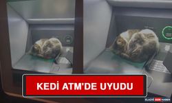 Kedi Atm'de Uyudu