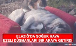 Elazığ’da Soğuk Hava Ezeli Düşmanları Bir Araya Getirdi