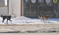 Köpeklerin saldırısında ölen çocuğun komşuları, sokakların güvenli olmasını istiyor