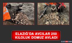 Elazığ’da Avcılar 250 Kiloluk Domuz Avladı