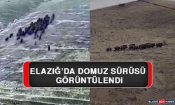 Elazığ’da Domuz Sürüsü Görüntülendi