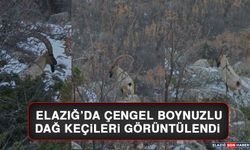 Elazığ’da Çengel Boynuzlu Dağ Keçileri Görüntülendi