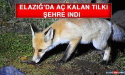 Elazığ’da Aç Kalan Tilki Şehre İndi