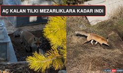 Aç Kalan Tilki Mezarlıklara Kadar İndi