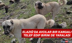 Elazığ’da Avcılar Bir Kangalı Telef Edip Birini De Yaraladı