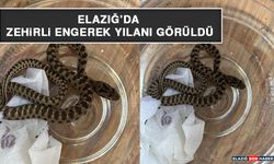 Elazığ’da Zehirli Engerek Yılanı Görüldü