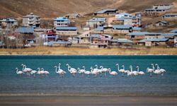 Van Gölü havzası kışın göç etmeyen flamingolar için "güvenli liman" oldu