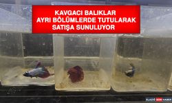 Kavgacı Balıklar Ayrı Bölümlerde Tutularak Satışa Sunuluyor