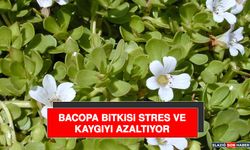 Bacopa Bitkisi Stres ve Kaygıyı Azaltıyor