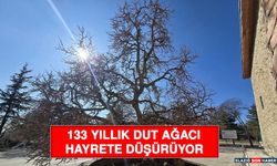 133 Yıllık Dut Ağacı Hayrete Düşürüyor