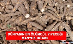 Dünyanın En Ölümcül Yiyeceği Manyok Bitkisi