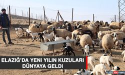 Elazığ’da Yeni Yılın Kuzuları Dünyaya Geldi