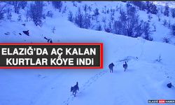 Elazığ’da Aç Kalan Kurtlar Köye İndi