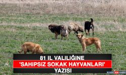 81 İl Valiliğine 'Sahipsiz Sokak Hayvanları' Yazısı