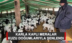 Karla Kaplı Meralar Kuzu Doğumlarıyla Şenlendi