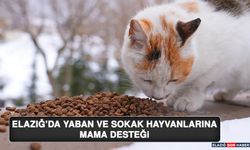 Elazığ’da Yaban ve Sokak Hayvanlarına Mama Desteği