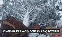 Elazığ’da Kar Yağışı Sonrası Ağaç Devrildi