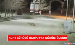 Kurt Sürüsü Harput’ta Görüntülendi