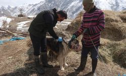 Hakkari'de sahipli köpekler kimliklendiriliyor, sahipsiz olanlar da toplanıyor