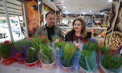 Iğdır'da yetiştirilen semeniler, Nevruz Bayramı için hazırlanıyor