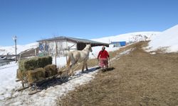 Kırsalda besicilik yapan kadınlar, hayatın zorluklarına göğüs geriyor