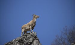 Tunceli dağlarındaki yaban keçileri fotoğrafçıların ilgisini çekiyor