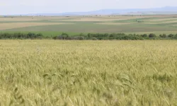 Buğdayda kara tablo! Türkiye’de buğday krizi büyüyor!