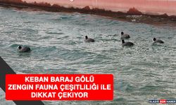 Keban Baraj Gölü Zengin Fauna Çeşitliliği İle Dikkat Çekiyor