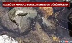 Elazığ'da Anadolu Benekli Semenderi Görüntülendi