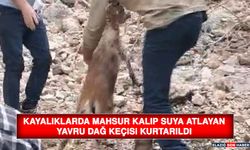 Kayalıklarda Mahsur Kalıp Suya Atlayan Yavru Dağ Keçisi Kurtarıldı