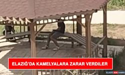 Elazığ’da Kamelyalara Zarar Verdiler