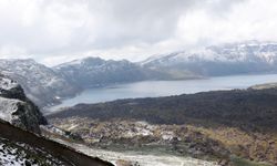 Bitlis'te sahipsiz hayvanları izleme ve denetim toplantısı yapıldı
