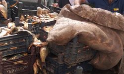 Elazığ’da kaçak avlanan 700 kilogram sazan balığı ele geçirildi