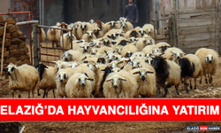Elazığ’da Hayvancılığına Yatırım